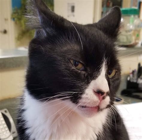 Does anyone recognize these... - Gilmer County Animal Shelter | Facebook