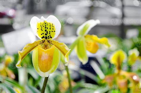 paphiopedilum 1106448 Stock Photo at Vecteezy