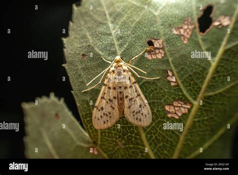 Peach Borer In The Wild State Stock Photo Alamy