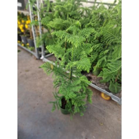 Араукария от Plants.bg с отлична цена