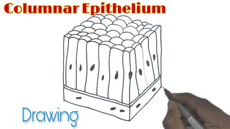 Columnar Epithelial Tissue Diagram