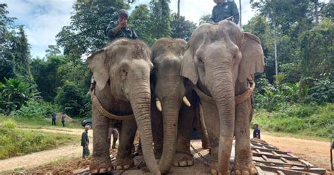 empat jam pindah gajah  kampung simoi  berita harian