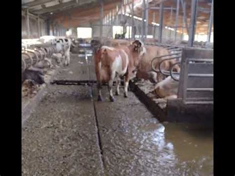 Kuh will Sex und dafür braucht es stabile Klauen YouTube