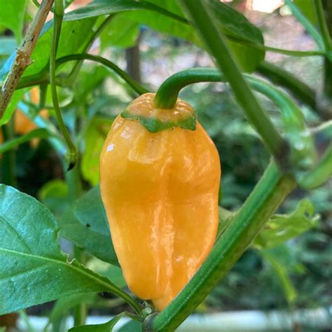 Orange Bubblegum Bhut Jolokia Pepper Seeds | Tyler Farms