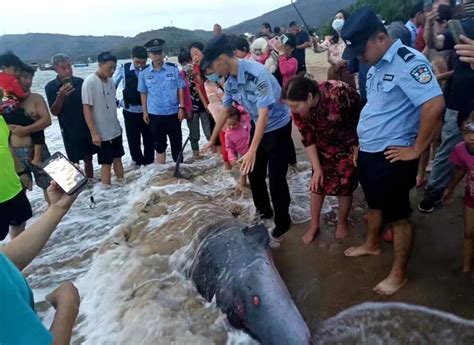 幼鲸受伤搁浅海滩 三亚海岸警察联合多部门救助