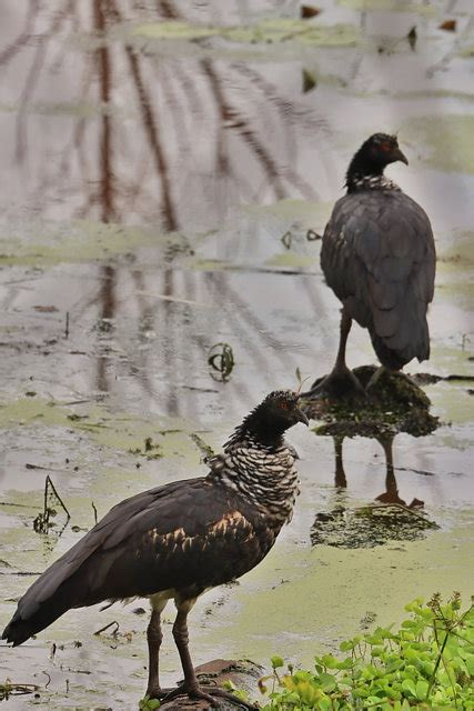 Foto Anhuma Anhima Cornuta Por Alexander Galv O Wiki Aves A