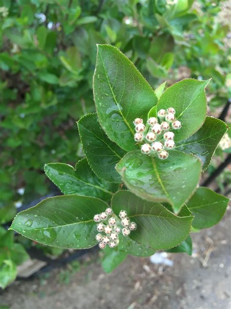Chokeberry | Chokeberry, Plants, Garden