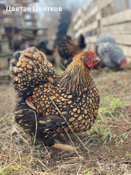 Домашни яйца. Разплодни яйца. в Домашни продукти в гр. Стара Загора ...