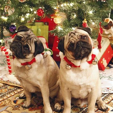 Simply Having A Wonderful Christmastime Cute Pugs Pug Christmas