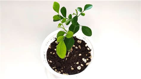 Мурайя уход за сеянцем. Пересадка и рекомендации по выращиванию - YouTube