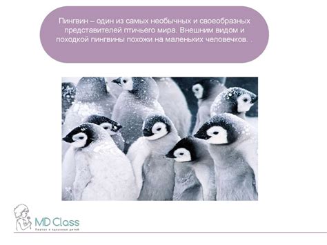 Пингвины - презентация онлайн