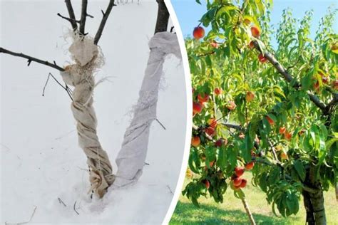 Укрытие персикового дерева на зиму: пошаговые инструкции | Ферма.expert ...