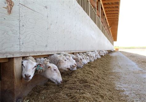 Lamb Companys Financial Woes Worry Producers The Western Producer