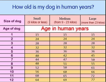 Dogs Years to Human Years Calculator