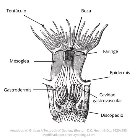 Cnidarios Medusas Corales Anémonas Hydras Ciencia Y Biología