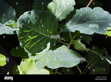 Collard Greens Plant Brassica Oleracea Stock Photo Alamy
