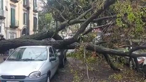 Maltempo A Napoli In Piazza Cavour Crolla Un Albero