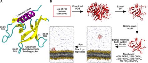 conserved ph domain structure  simulation workflow  structure