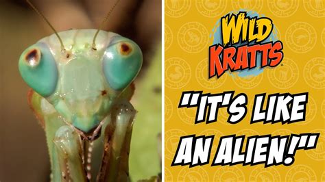 It S Like An ALIEN Wild Kratts Praying Mantis YouTube