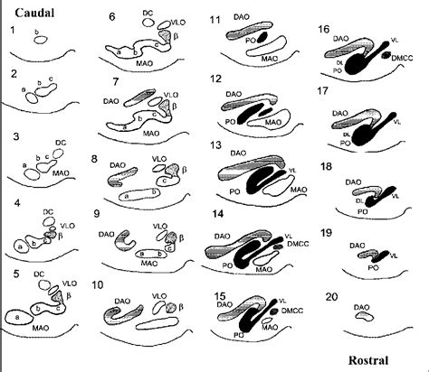 Structure Of Dorsal Accessory Olivary Nucleus Semantic Scholar