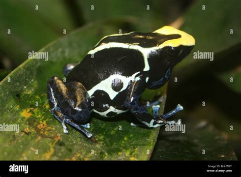 Dyeing Dart Frog Dendrobates Tinctorius Stock Photo Alamy