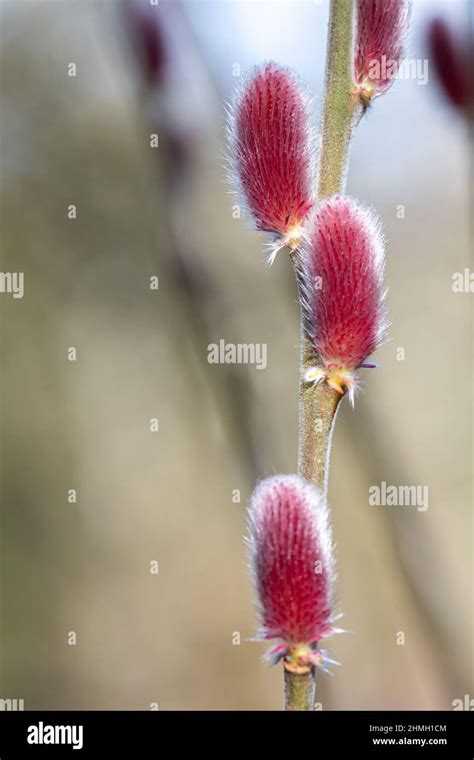 Salix Chaenomeloides Mt Aso Catkins Also Know As The Pink Giant Japanese Pussy Willow Pink