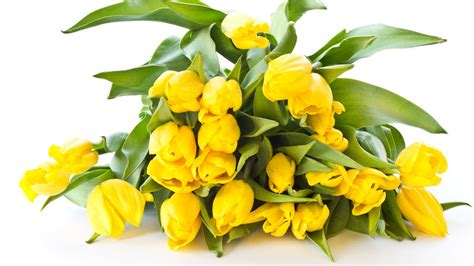 Букет желтых тюльпанов на белом фоне: фото, изображения и картинки