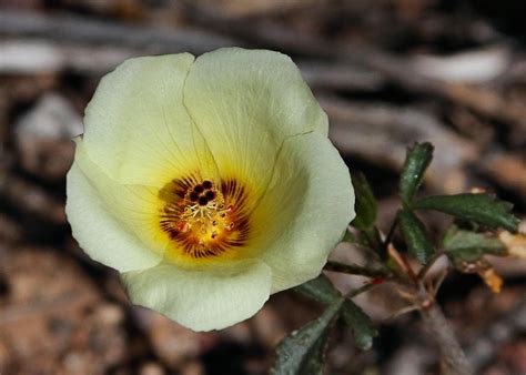 Desert Rosemallow Hibiscus Coulteri Saguaro Natl Park Wes Flickr