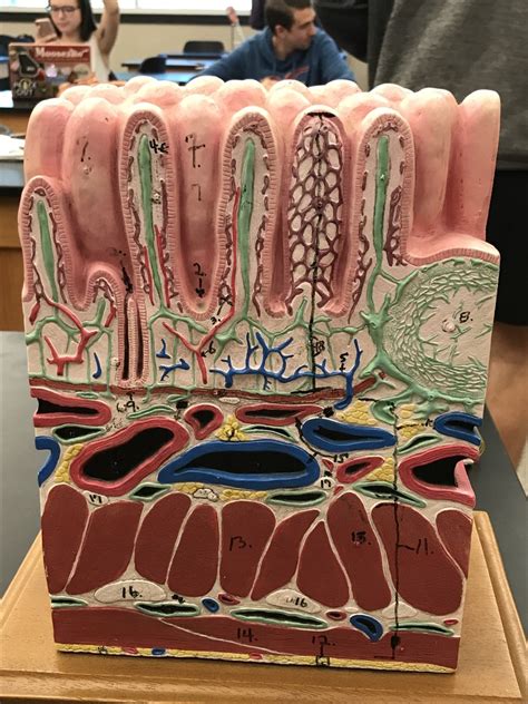 Intestine Model Diagram Quizlet