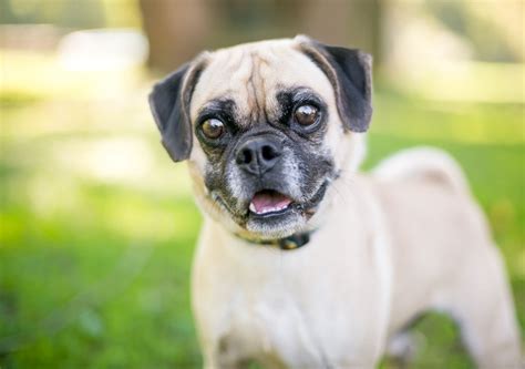 Puggle Lifespan How Long Do Puggles Live
