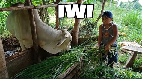 iwi kumpay buhayprobinsya baka kambing youtube