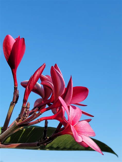 The Note 20 Ultra Camera is amazing. Very versatile and fun to use. : r
