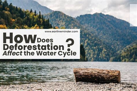 How Does Deforestation Affect the Water Cycle? | Earth Reminder