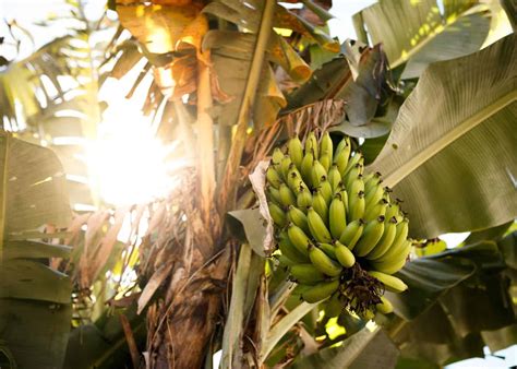 Transplanting A Banana Tree Successfully Steps For The Healthiest