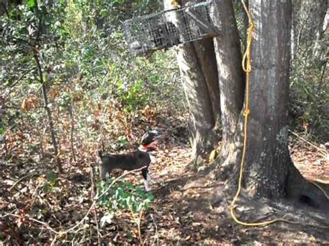 Tree Training with a young Mountain Cur dog - YouTube