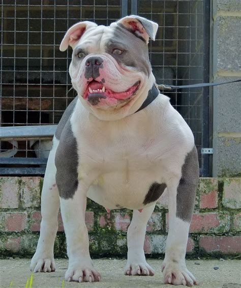 Blue Old English Bulldog Puppies Picture Dog Breeders Guide