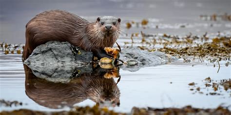 The Isle of Mull - Information about the Island