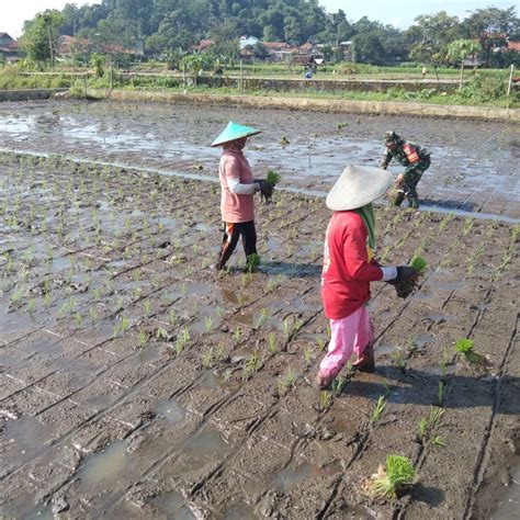 Babinsa Desa Bongkok Paseh Dampingi Petani Tanam Padi Sumedang Ekspres