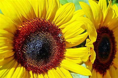 Free Images Blossom Petal Bloom Summer Produce Yellow Flora