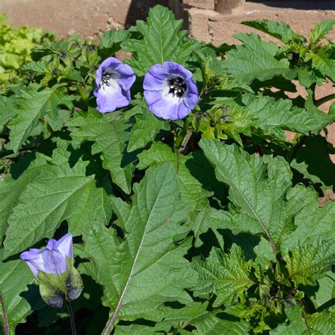 Nicandra physalodes - Изображение особи - Плантариум