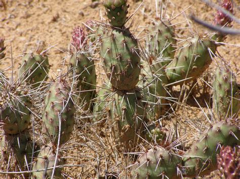 Potato Prickly Pear - Colorado National Monument (U.S. National Park