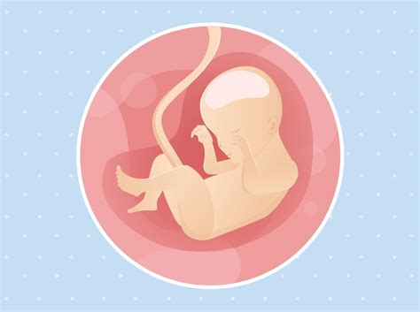 Fetal Development At 24 Weeks