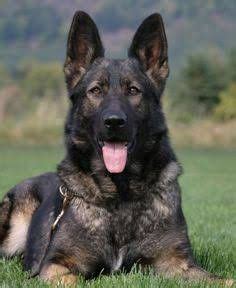 Black sable german shepherd dog – Artofit