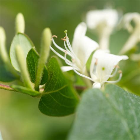 Lonicera Japonica Halliana Jelängerjelieber Lonicera