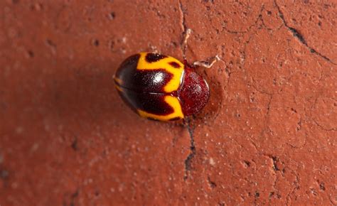 Premium Photo Ladybug Beautiful Details Of A Black And Yellow Ladybug