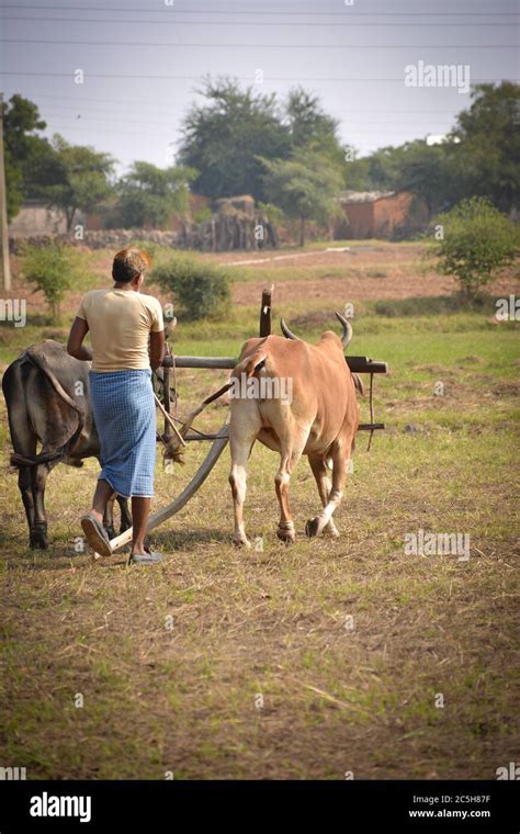 Farmer Ploughing Field Bullocks Hi Res Stock Photography And Images Alamy