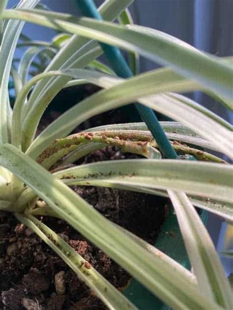 How To Get Rid Of Spider Plant Bugs With Pictures Garden For Indoor