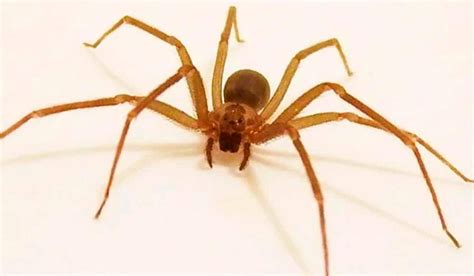 Aranha De Jardim Marrom - Aranha marrom e seus perigos