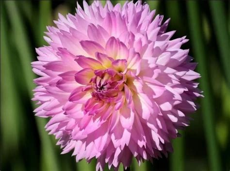 Купить Георгину бахромчатую Сакура Фубуки в Липецке недорого