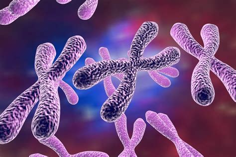 Identical Sex Chromosomes Could Be Key To A Long Life Genetic Literacy Project